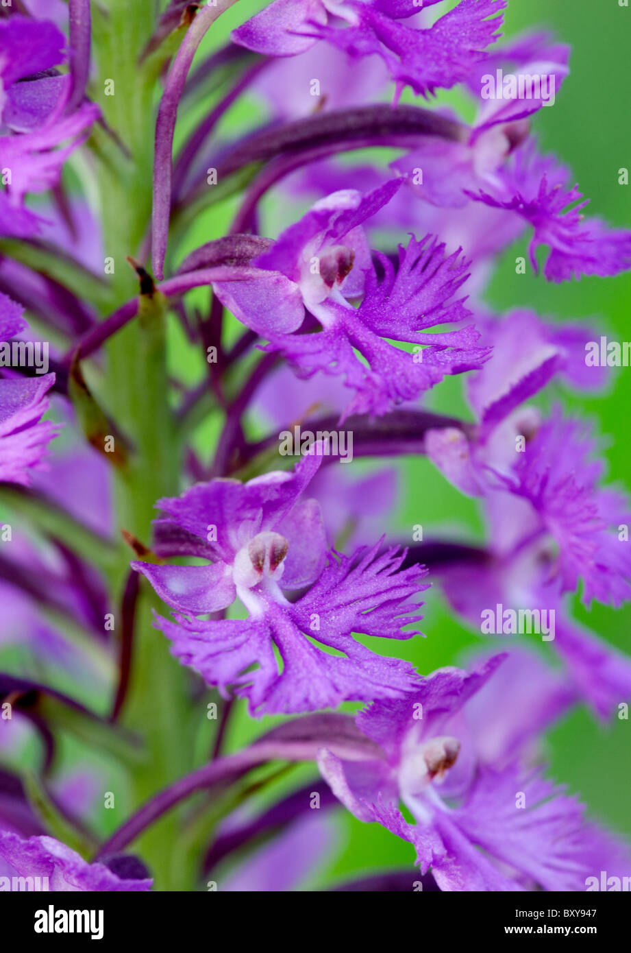 purple fringed orchid (Platanthera psycodes), Iowa Stock Photo
