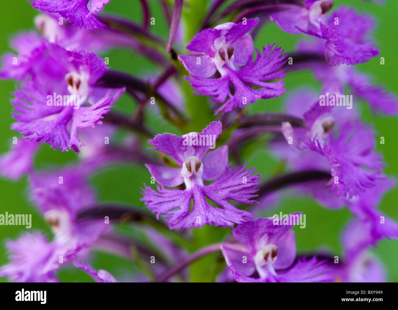 purple fringed orchid (Platanthera psycodes), Howard County, Iowa Stock Photo