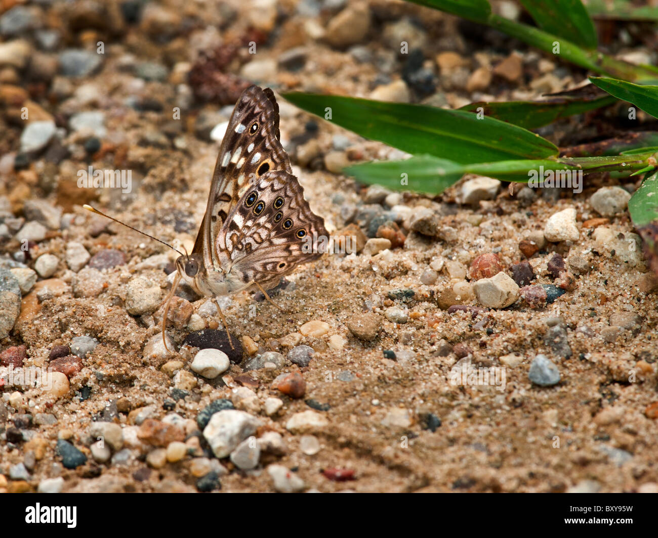 Hackberry butterfly  licking mineral salts on sandy ground Stock Photo
