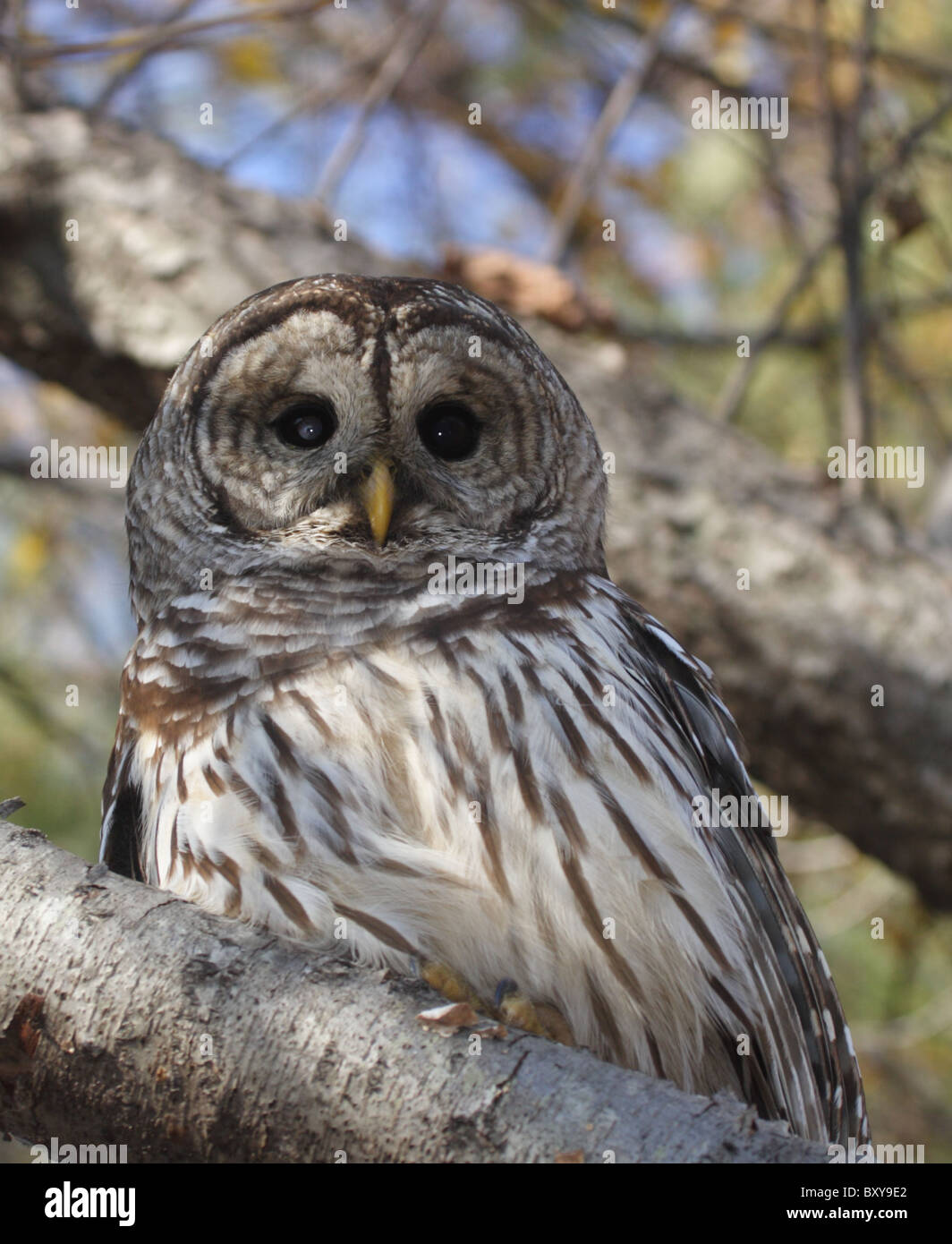 Wild Barred Owl (Strix varia)  with evidence of eye disease. Dutch Gap conservation area, Chesterfield County, Virginia 2010 Stock Photo