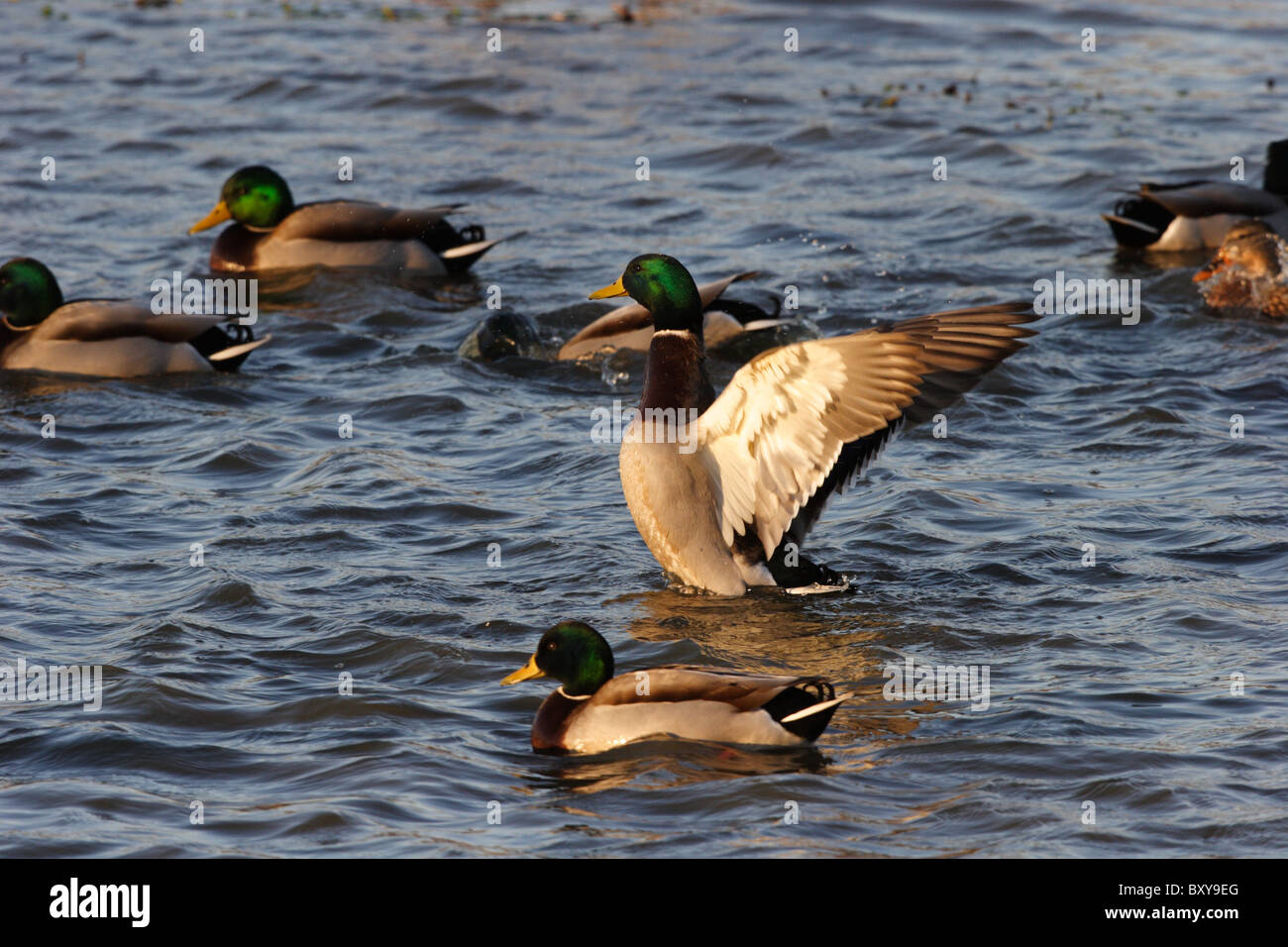 A  group of male mallard ducks(Anas platyrhynchos) on the James river in Chesterfield, Virginia, USA Stock Photo