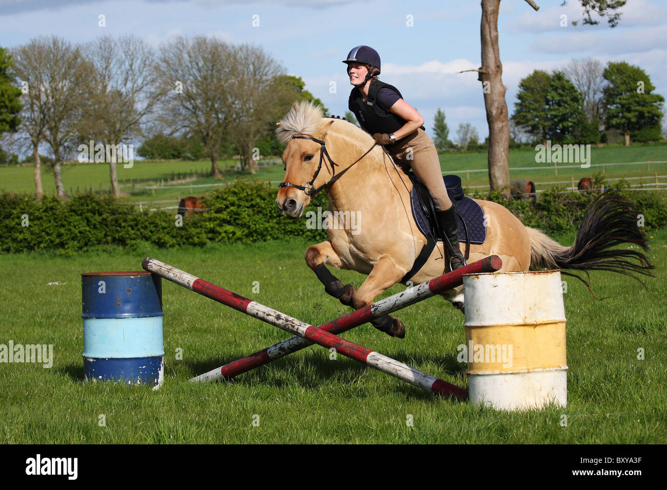 Photo of young lady practising jumping with her Norwegian Fjord Horse Stock  Photo - Alamy
