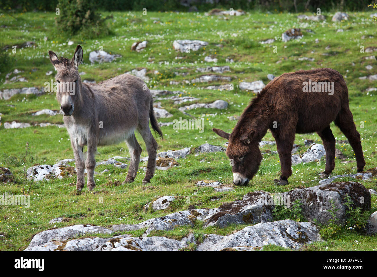 Traditional Irish brown and grey donkeys in The Burren, County Clare, West of Ireland Stock Photo