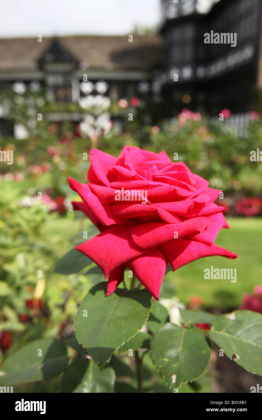 Gawsworth Old Hall, England. Summer view of a red rose in bloom with ...