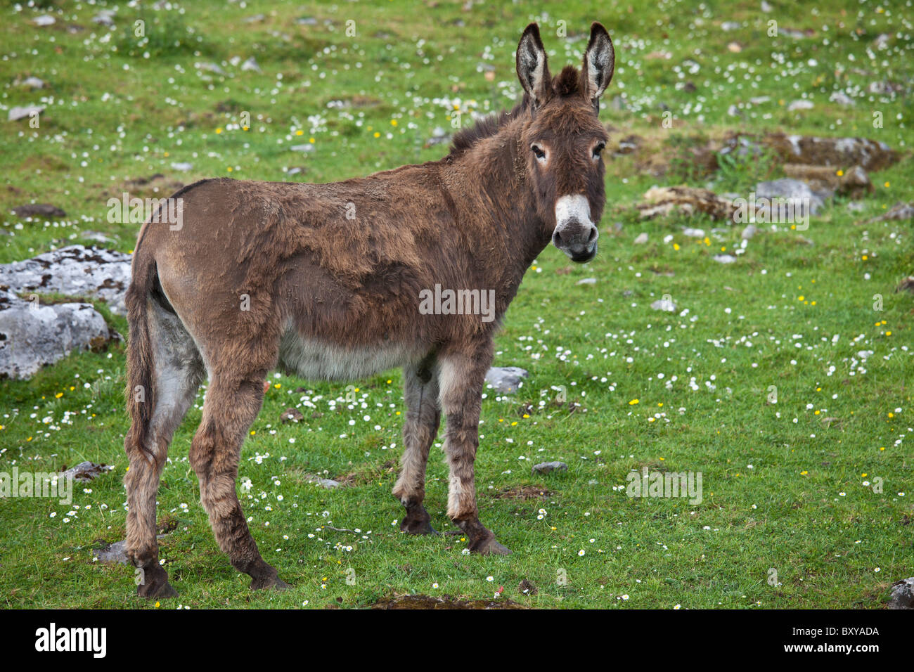 Traditional Irish donkey in The Burren, County Clare, West of Ireland Stock Photo