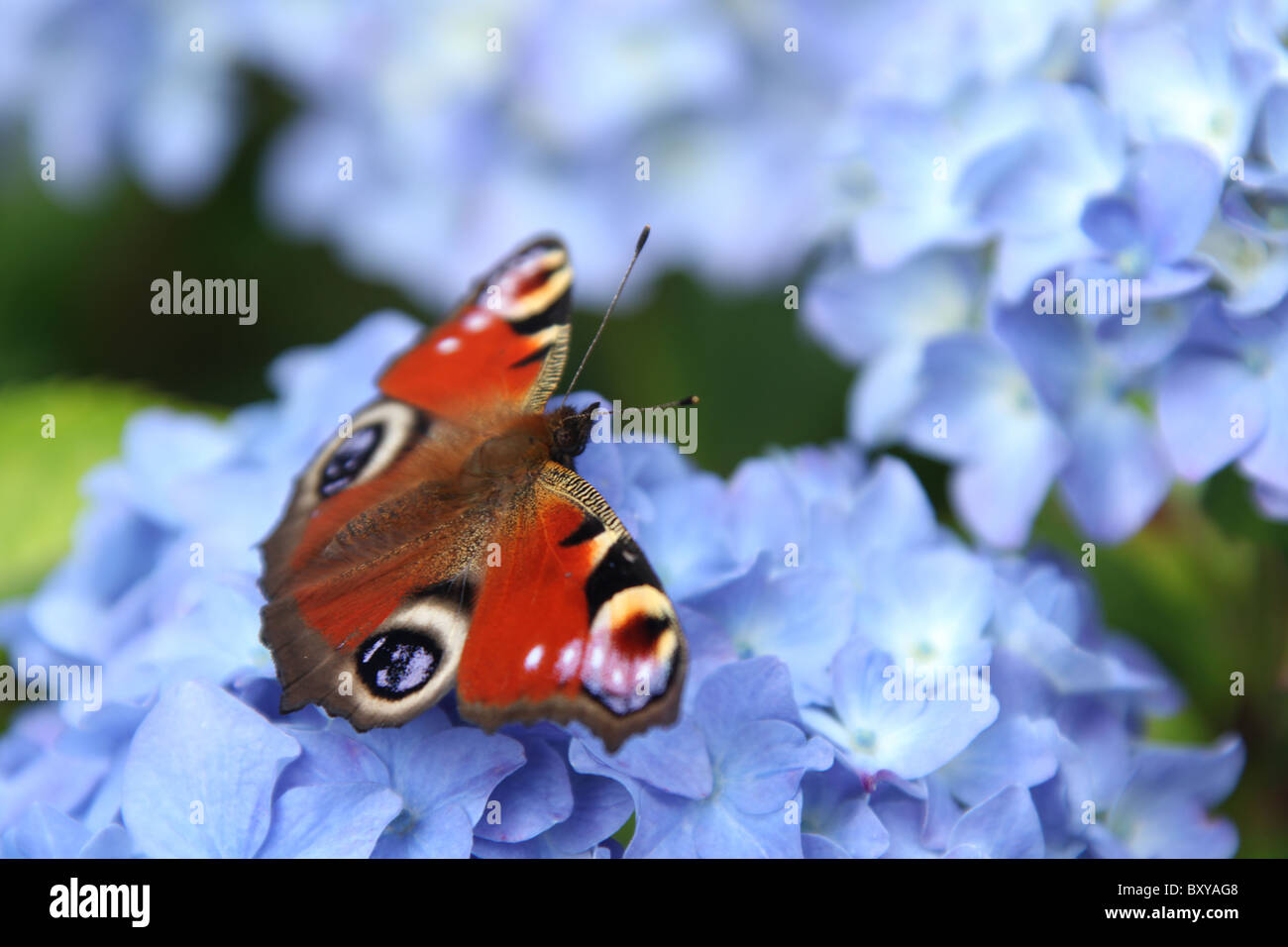 Mount Pleasant Gardens, England. Close up summer view of a European Peacock butterfly feeding on blue hydrangea. Stock Photo