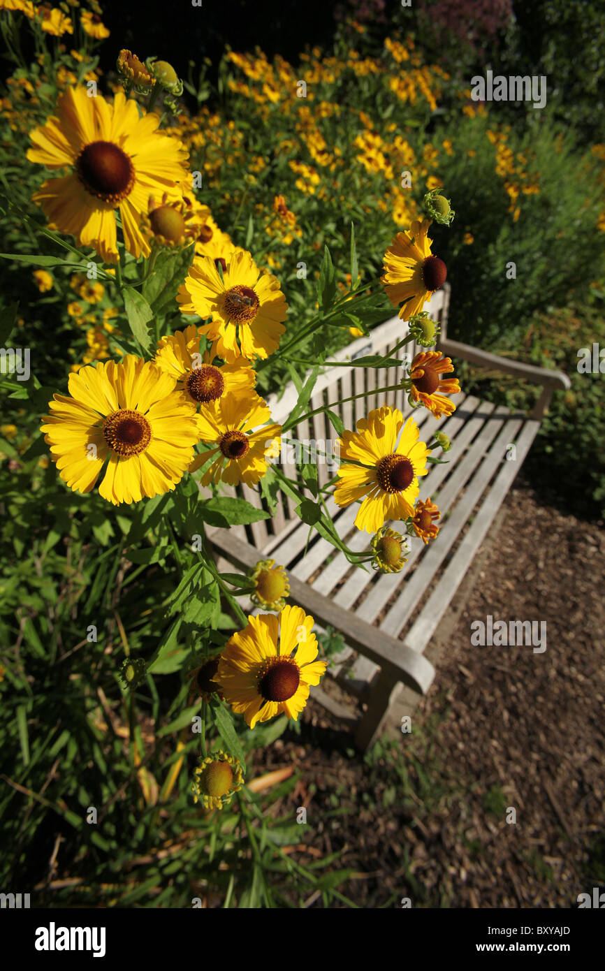 Ness Botanic Gardens, England. Summer view of helenium in full bloom with an empty bench in the background. Stock Photo