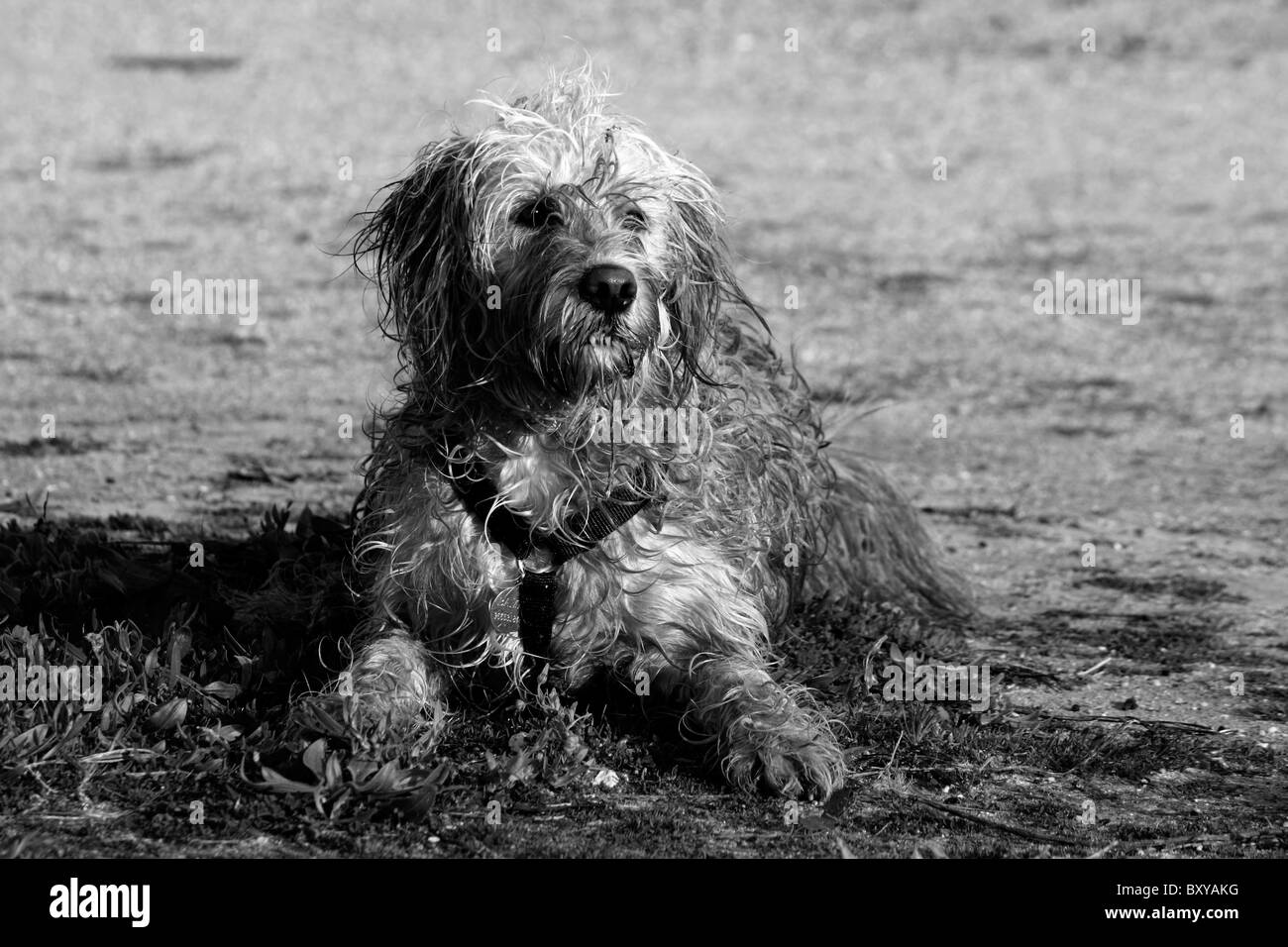 View of a domestic dog with his fur wet sitting on the ground Stock