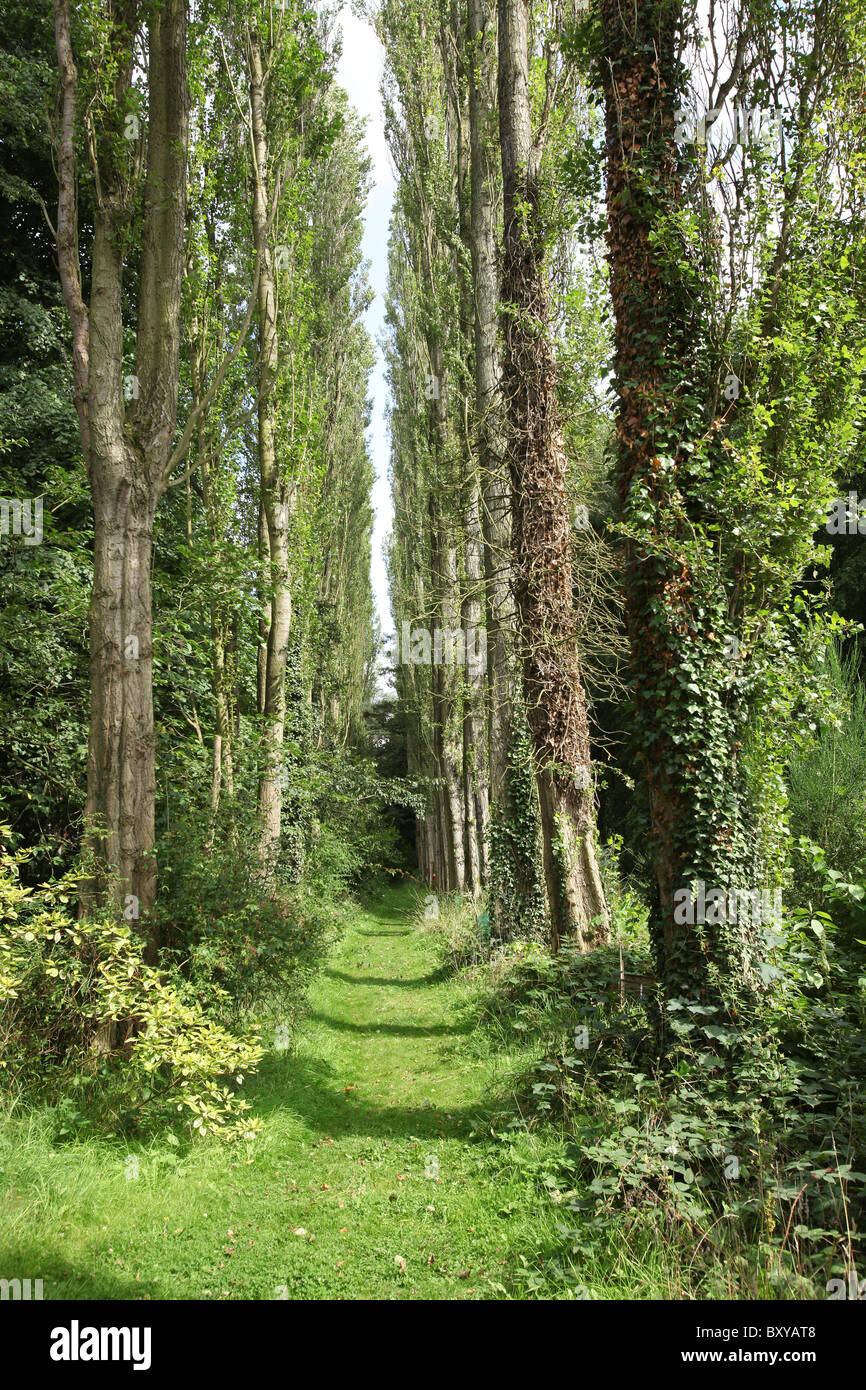 The Quinta Arboretum, England. Summer view of the (black poplar) tree lined Knights Avenue at Quinta Arboretum. Stock Photo
