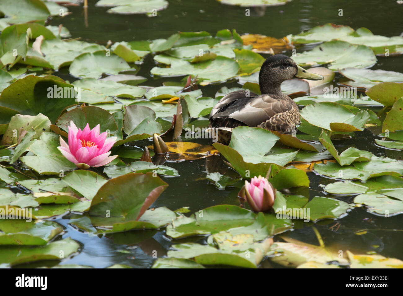 Stapeley Water Gardens, England. Summer view of water lilies in full