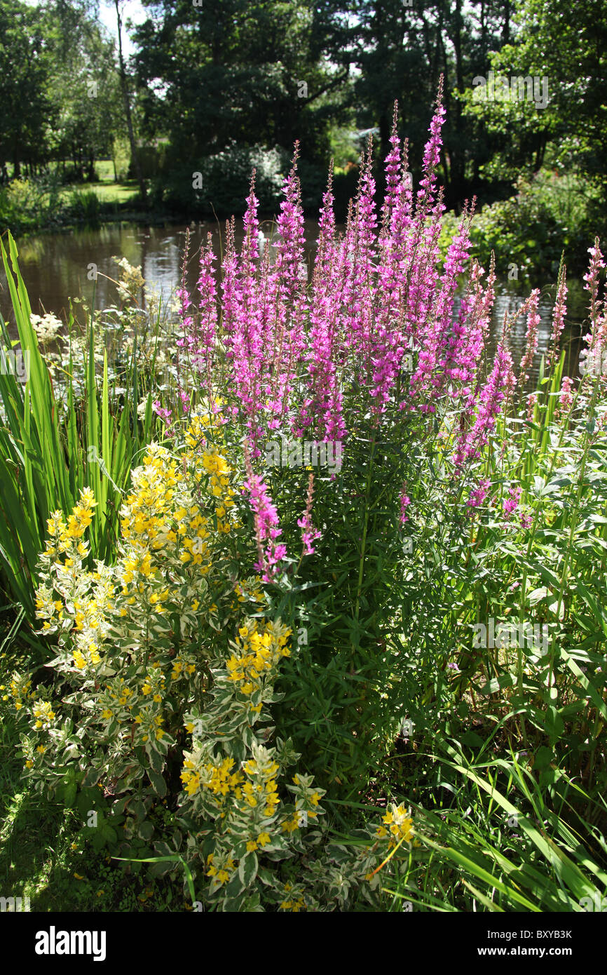Stonyford Cottage Gardens, England. Summer view of lythrum salicaria in full bloom at Stonyford Cottage Gardens. Stock Photo