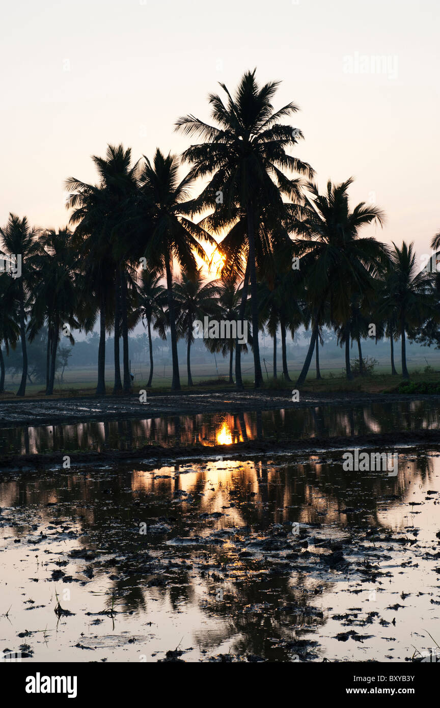 Prepared Indian rice paddy in front of palm trees at sunrise in the Indian countryside. Andhra Pradesh, India Stock Photo