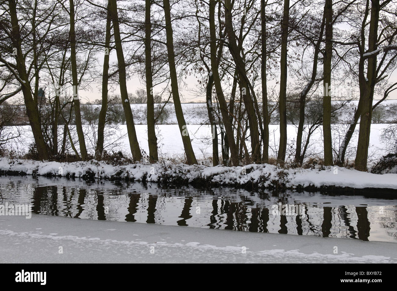 Alder trees by Grand Union Canal in winter with snow, Warwickshire, UK Stock Photo