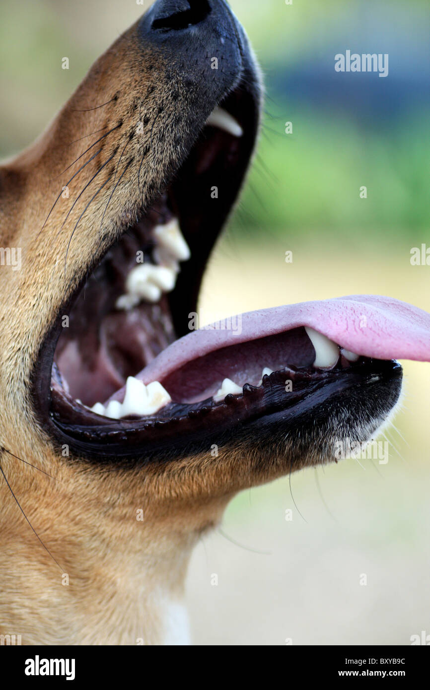 Close view of a opened dog mouth with the tongue out Stock Photo Alamy