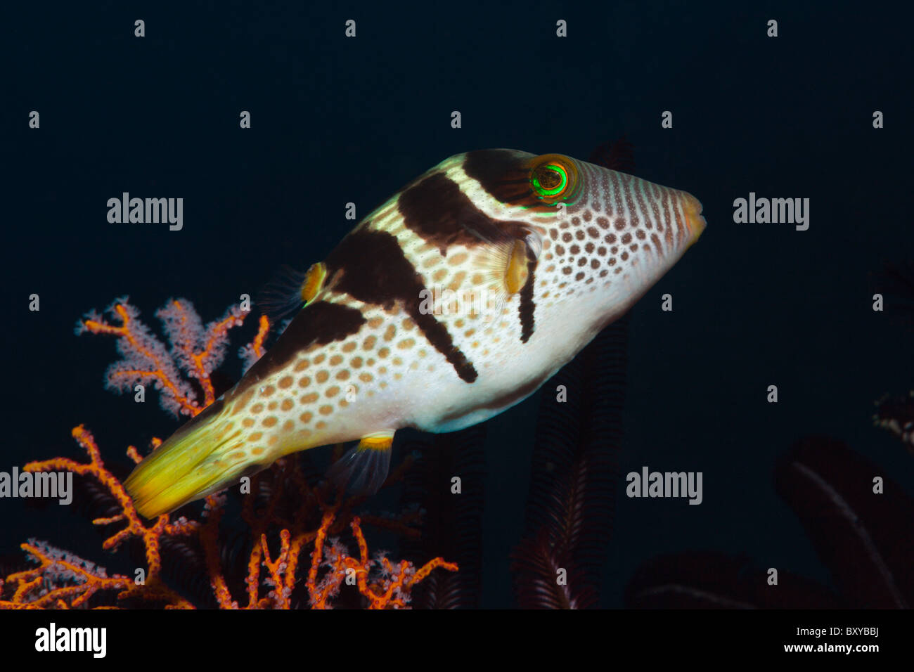 Black-saddled Puffer, Canthigaster valentini, Candidasa, Bali, Indonesia Stock Photo