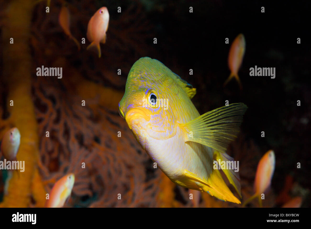 Golden Damsel, Amblyglyphidodon aureus, Candidasa, Bali, Indonesia Stock Photo