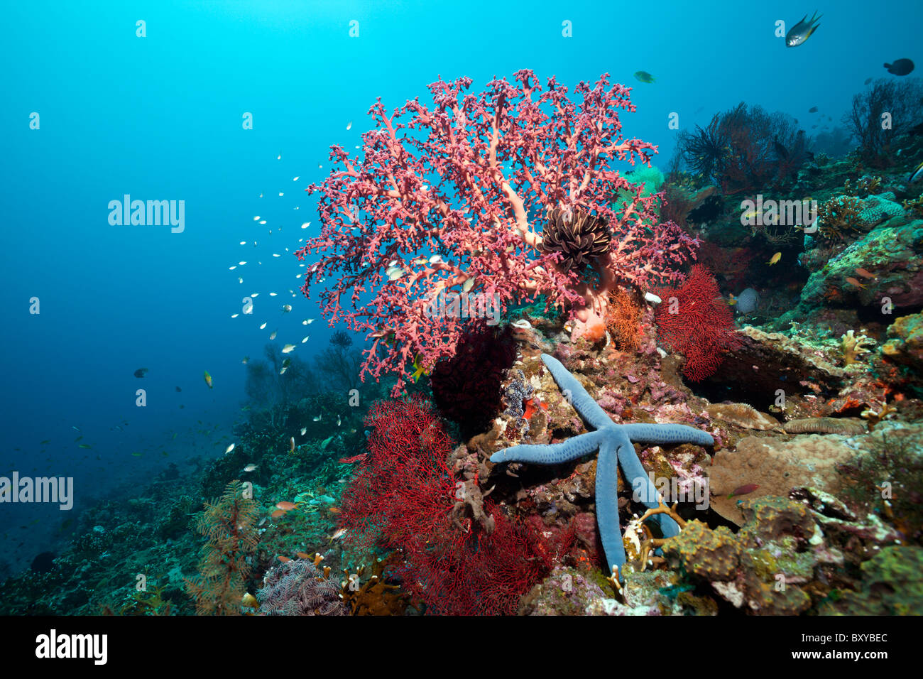 Coral Reef with Starfish, Linckia laevigata, Amed, Bali, Indonesia Stock Photo