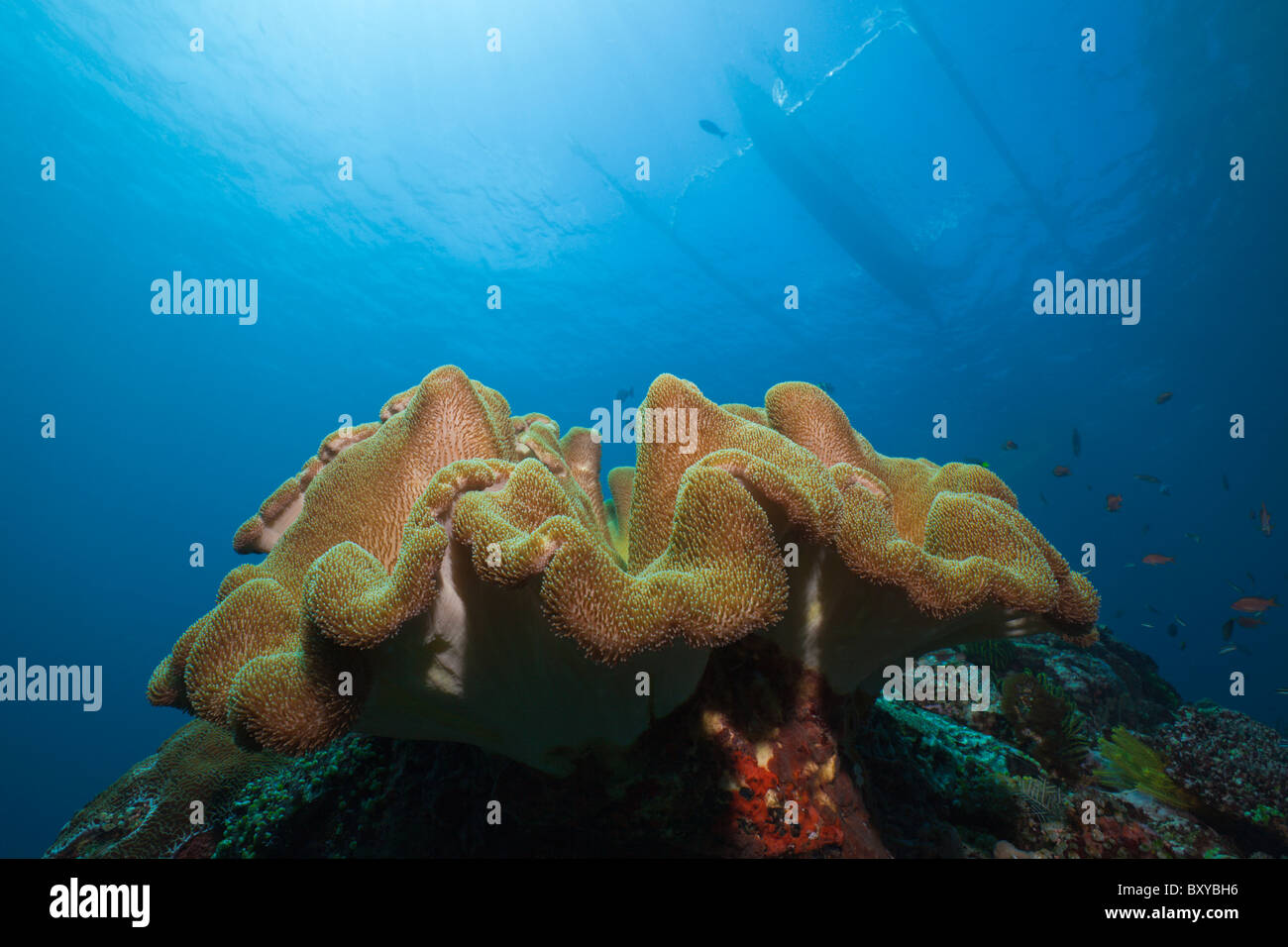 Mushroom Leather Coral in Reef, Sarcophyton sp., Candidasa, Bali, Indonesia Stock Photo