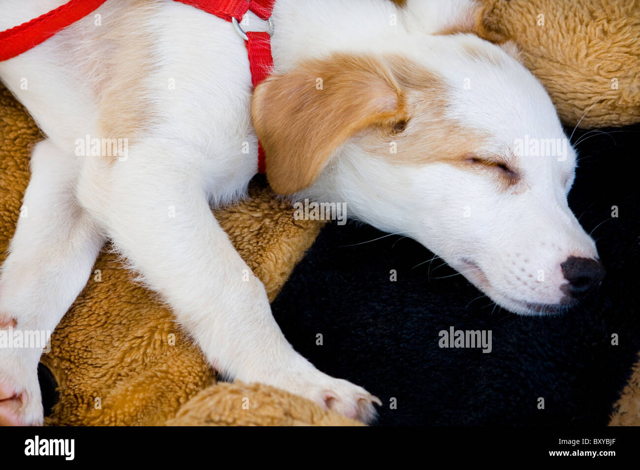 View from above of a white and small domestic dog sleeping on the