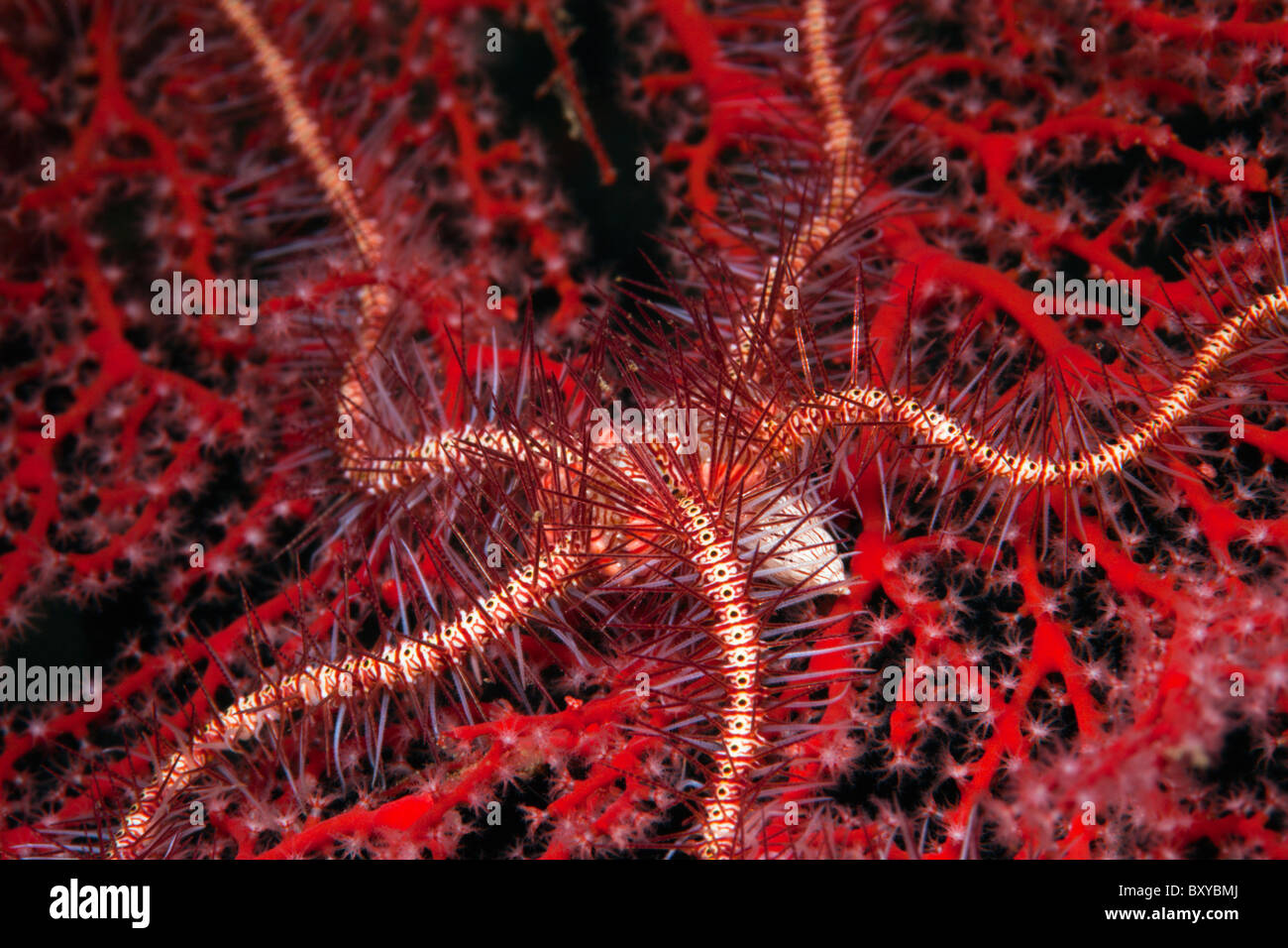 Brittle Star on Seafan, Ophiothrix sp., Candidasa, Bali, Indonesia Stock Photo