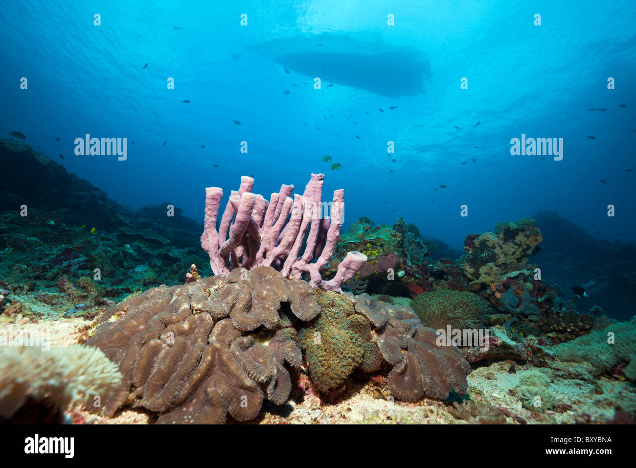 Pink Tube Sponge on Coral Reef, Porifera, Nusa Penida, Bali, Indonesia Stock Photo