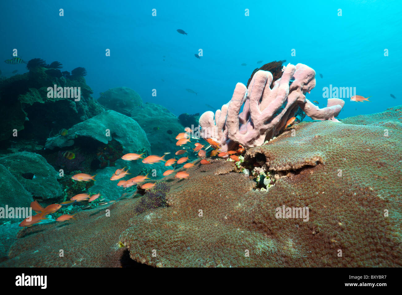 Pink Tube Sponge on Coral Reef, Porifera, Nusa Penida, Bali, Indonesia Stock Photo