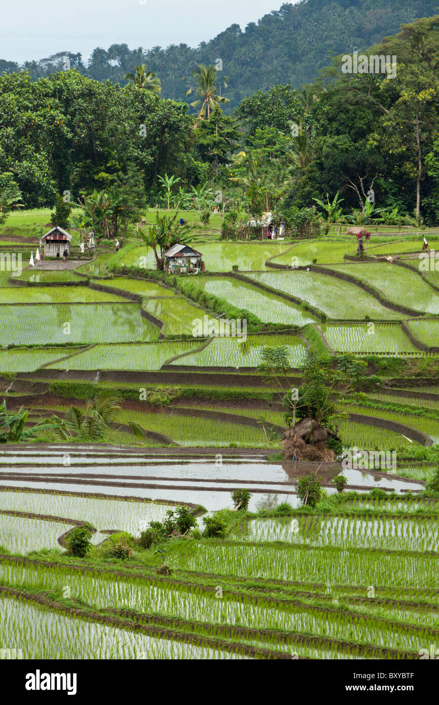 Ricefields at Bali, Oryza, Bali, Indonesia Stock Photo