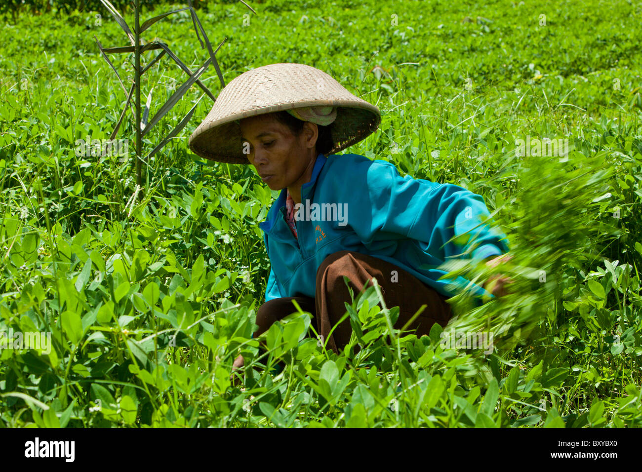 Farmer cutting Clover, Trifolium, Bali, Indonesia Stock Photo Alamy