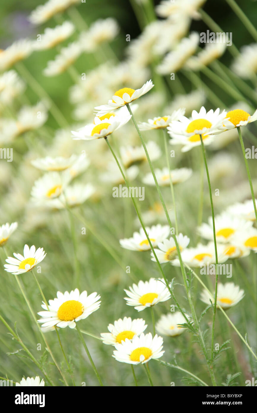 Bluebell Cottage Gardens, England. Close up summer view of Anthemis Tinctoria in full bloom. Stock Photo