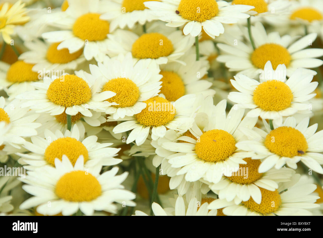 Bluebell Cottage Gardens, England. Close up summer view of Anthemis Tinctoria in full bloom. Stock Photo