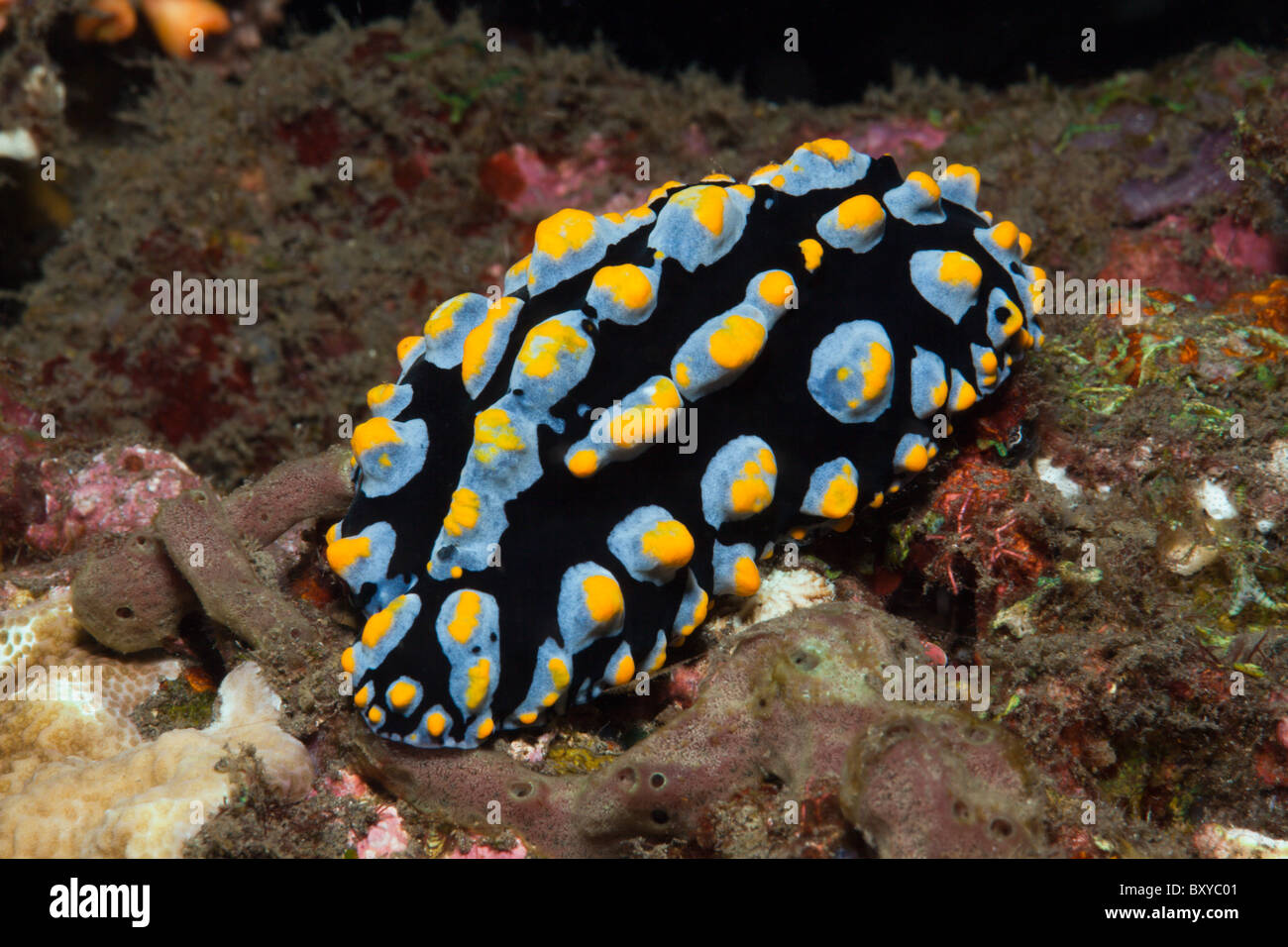 Blue Phyllidia Slug, Phyllidia sp., Alam Batu, Bali, Indonesia Stock Photo