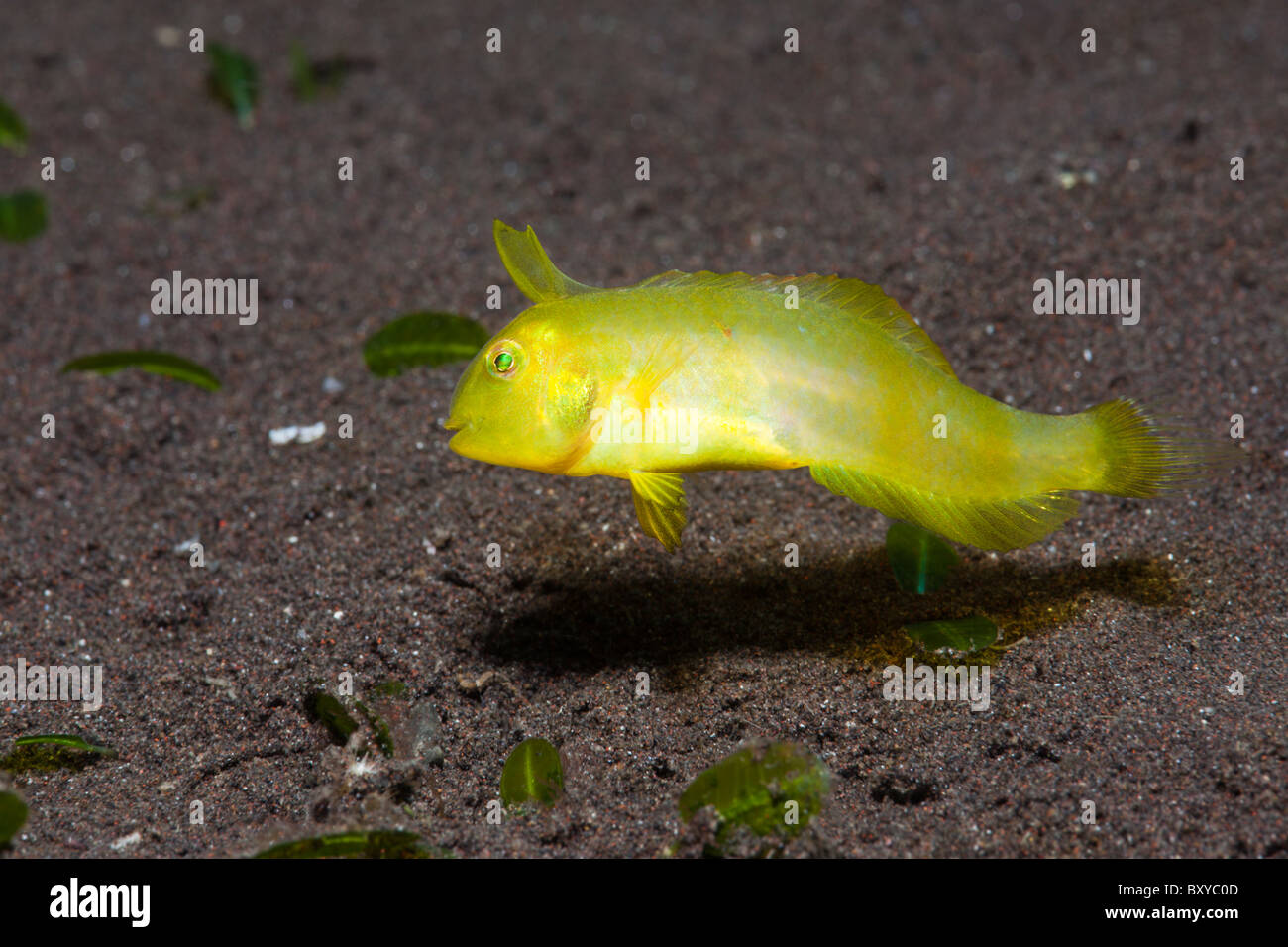 Juvenile Razorfish, Xyrichtys sp., Alam Batu, Bali, Indonesia Stock Photo