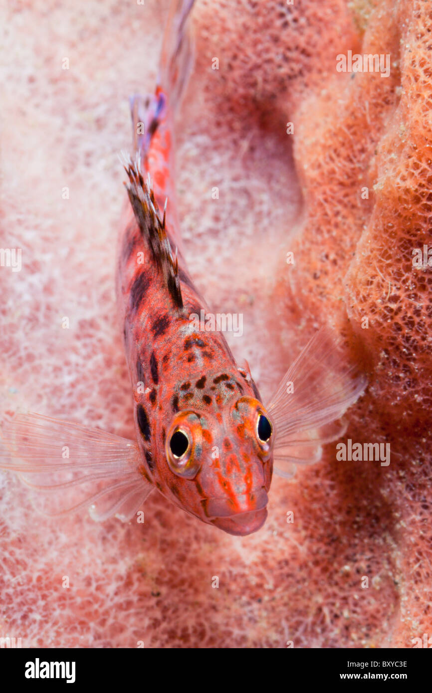 Pixy Hawkfish, Cirrhitichthys oxycephalus, Alam Batu, Bali, Indonesia Stock Photo