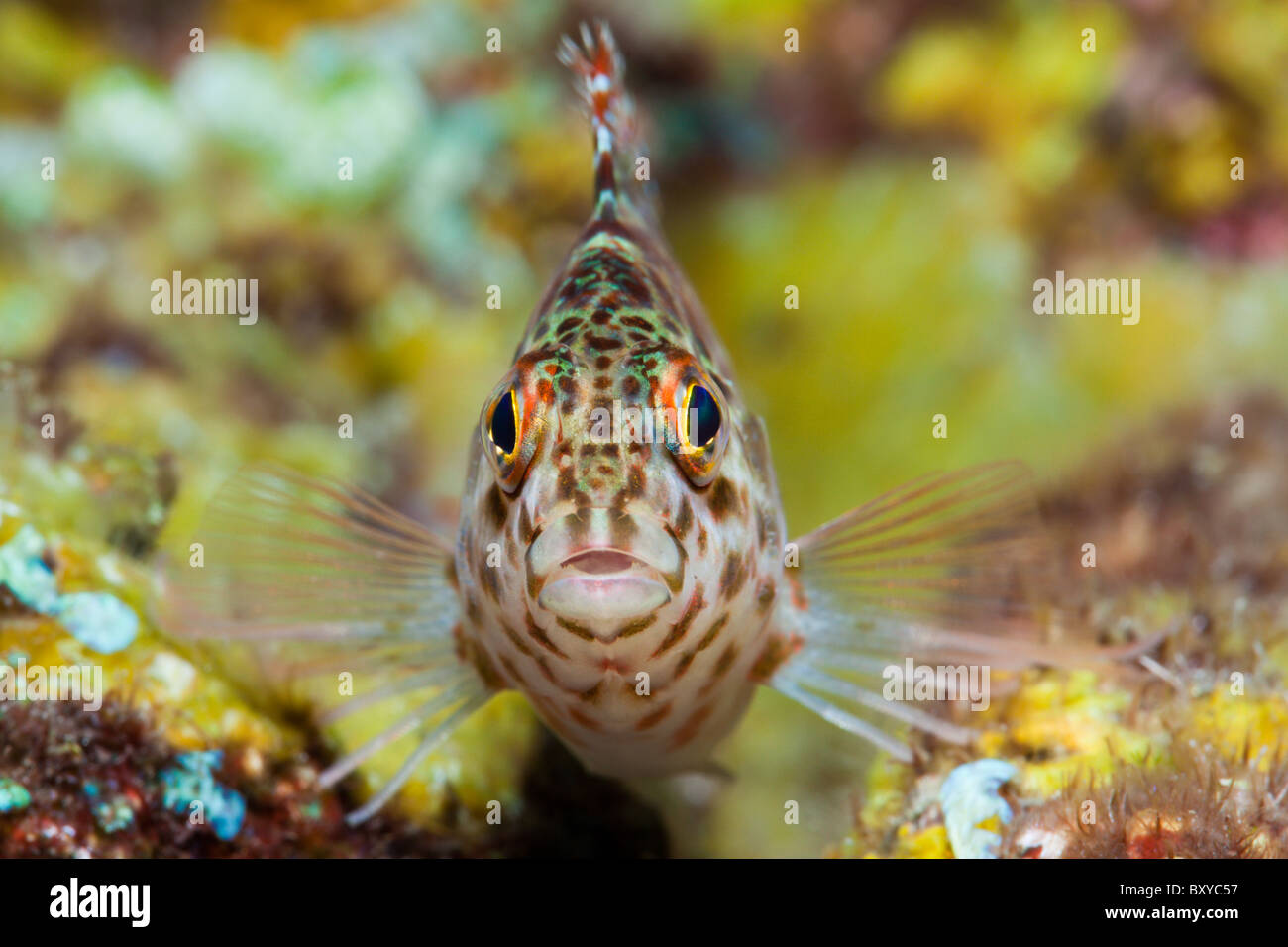 Pixy Hawkfish, Cirrhitichthys oxycephalus, Alam Batu, Bali, Indonesia Stock Photo