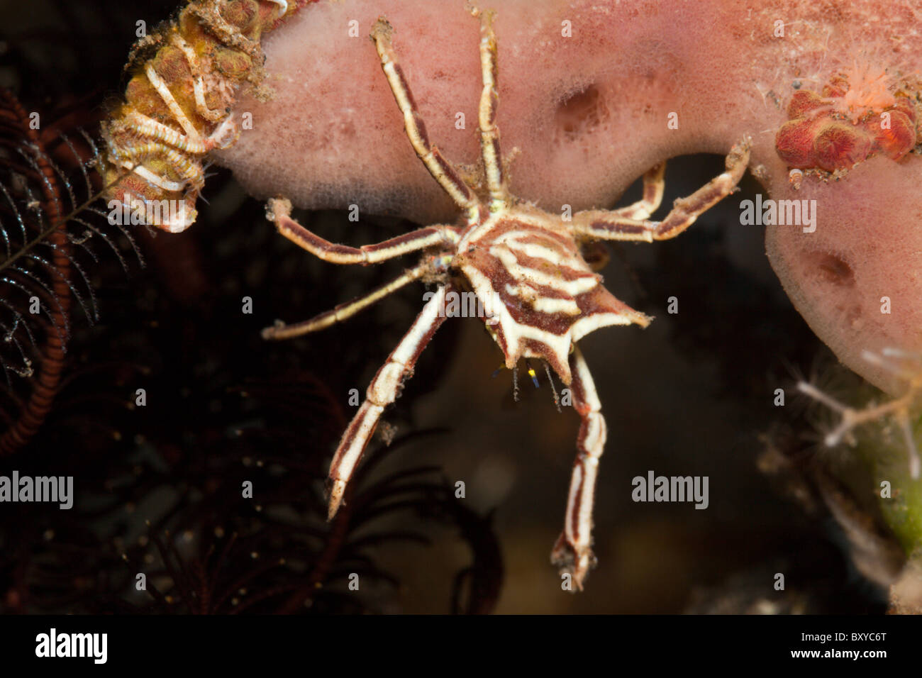 Spider Crab, Majidae, Alam Batu, Bali, Indonesia Stock Photo
