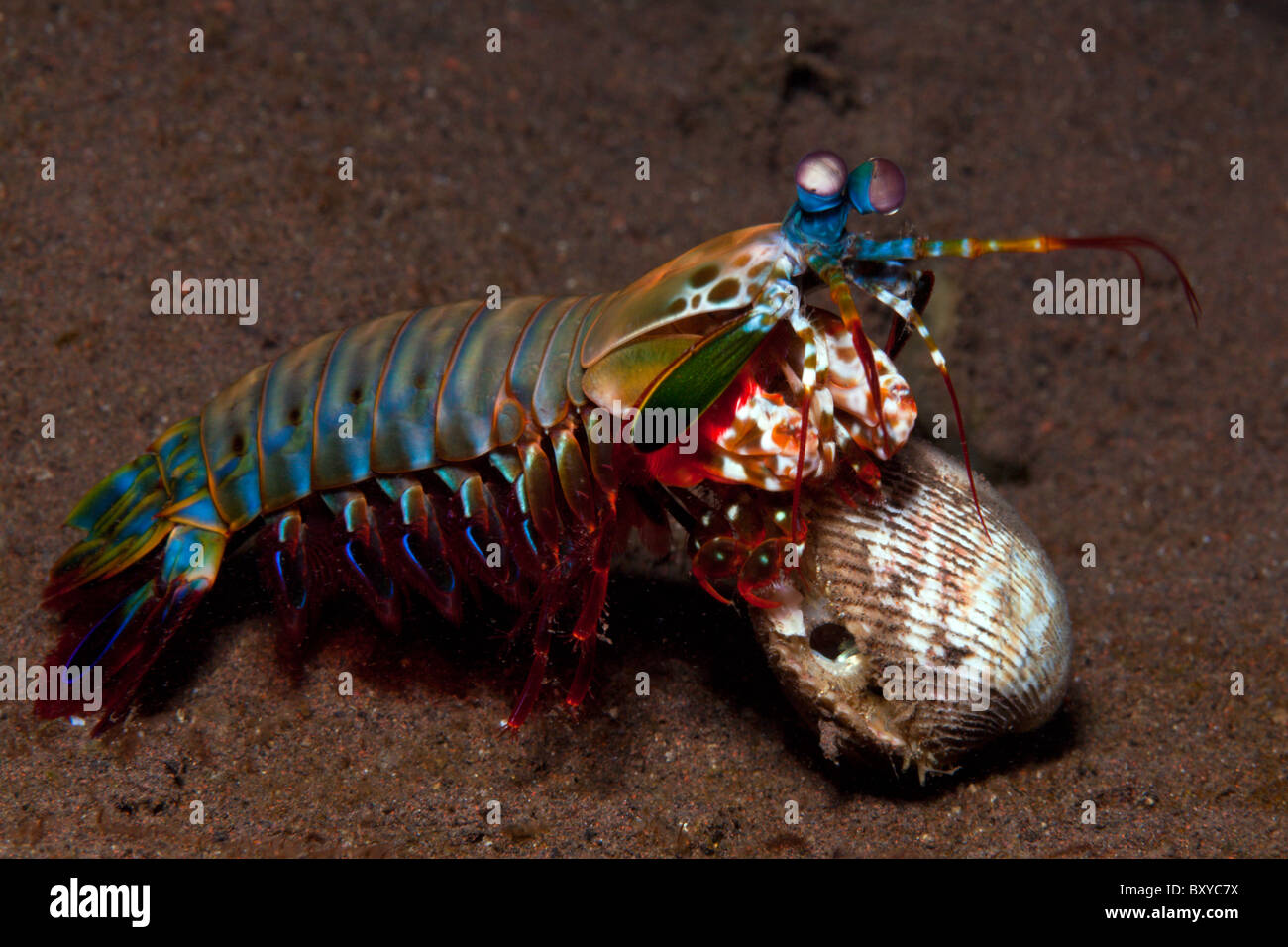 Mantis Shrimp cracking captured Clam, Odontodactylus scyllarus, Seraya, Bali, Indonesia Stock Photo