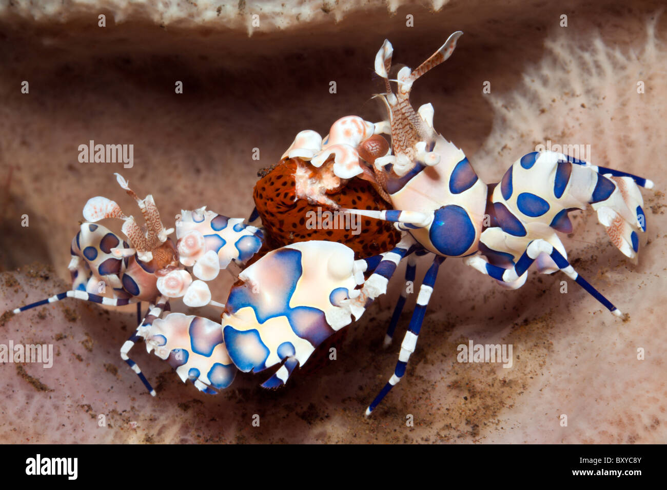 Pair of Harlekin Shrimps feeding on Starfish, Hymenoceras elegans, Seraya, Bali, Indonesia Stock Photo