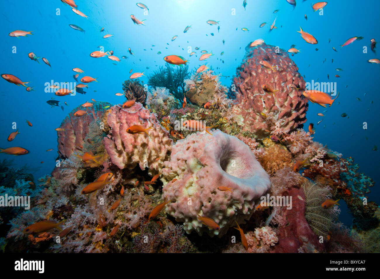Lyretail Anthias in Coral Reef, Pseudanthias squamipinnis, Alam Batu, Bali, Indonesia Stock Photo