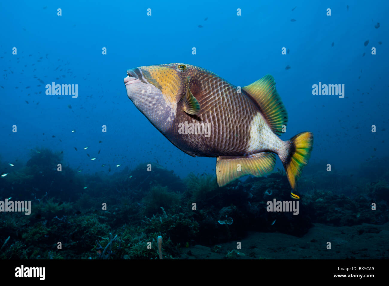 Giant Triggerfish, Balistoides viridescens, Alam Batu, Bali, Indonesia Stock Photo