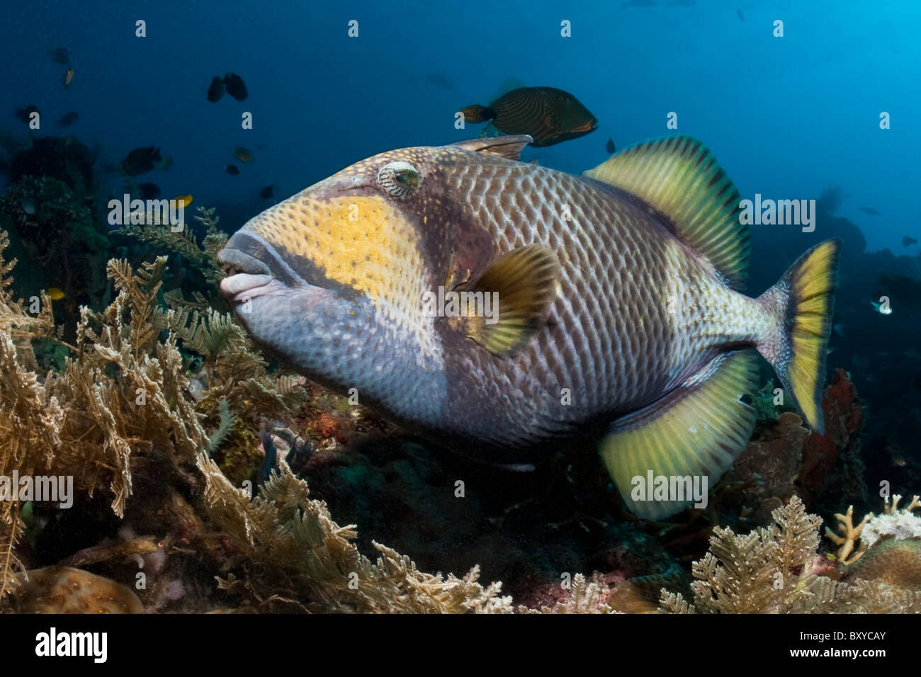 Giant Triggerfish, Balistoides viridescens, Alam Batu, Bali, Indonesia Stock Photo