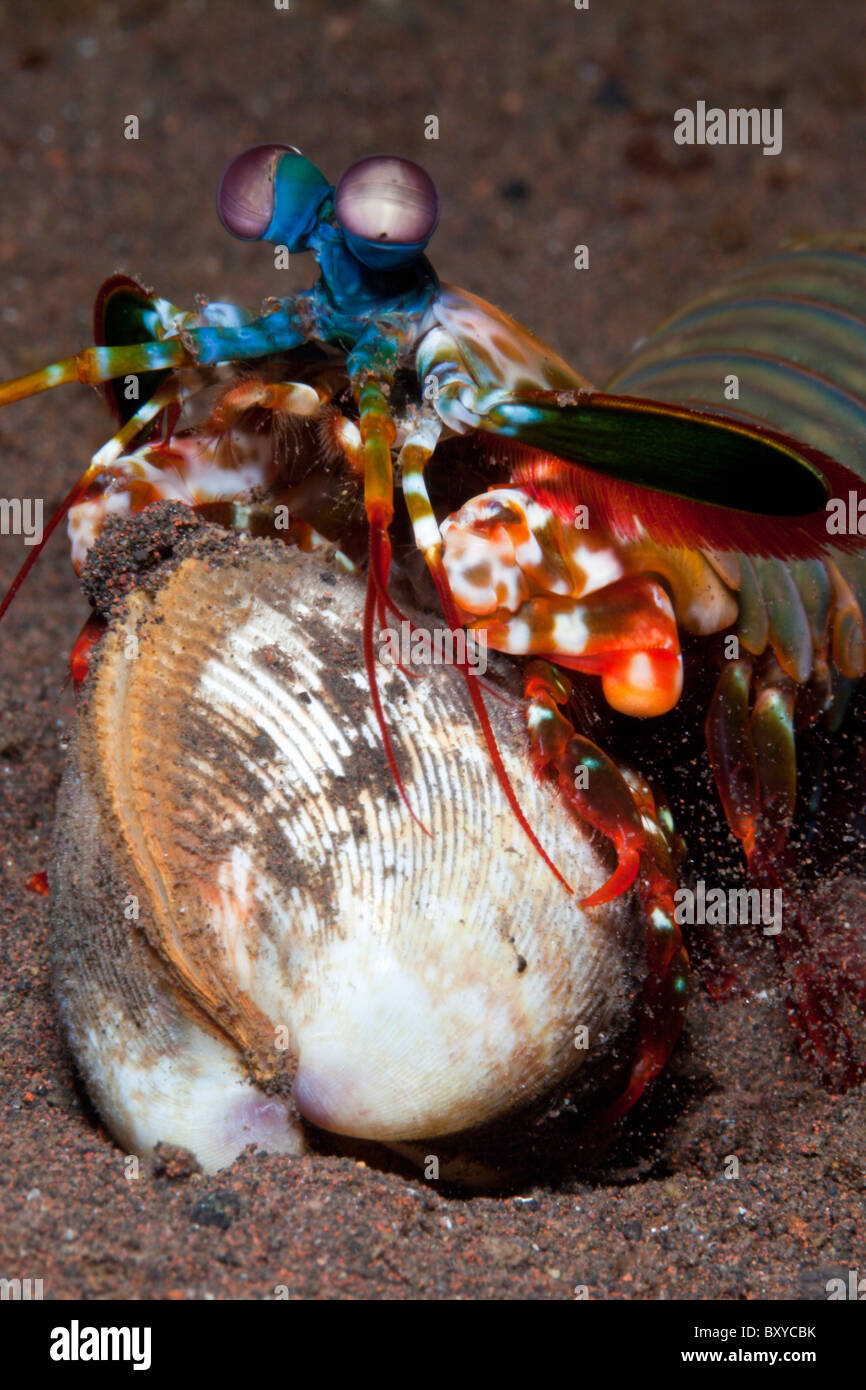 Mantis Shrimp cracking captured Clam, Odontodactylus scyllarus, Seraya, Bali, Indonesia Stock Photo