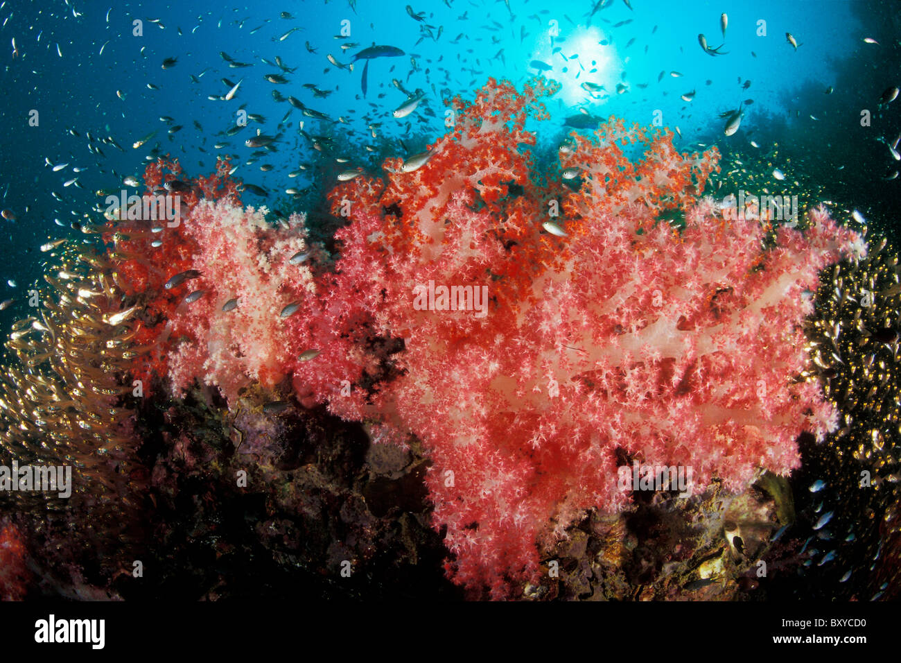 Soft Corals and Pygmy Sweepers, Dendronephthya sp., Phuket, Thailand Stock Photo