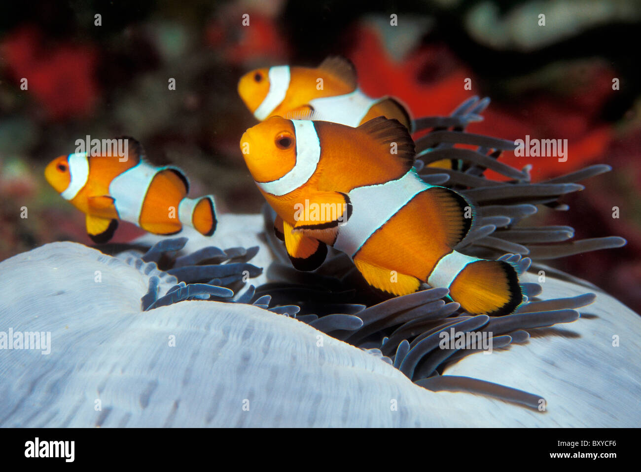 Clown Anemonefish, Amphiprion percula, Similan Islands, Thailand Stock Photo