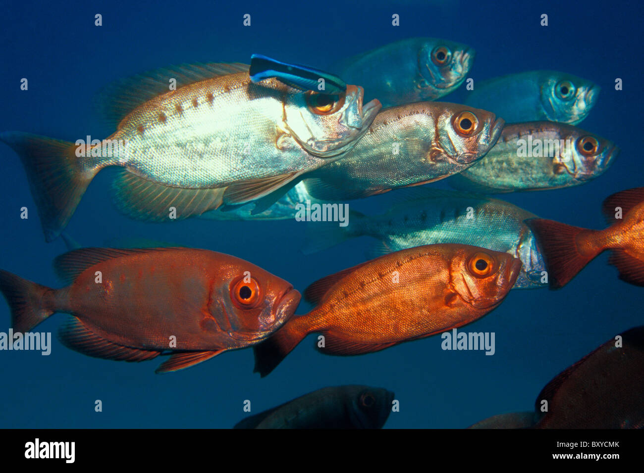 Red Bigeye and Cleaner Wrasse, Priacanthus hamrur, Indian Ocean, Mozambique Stock Photo