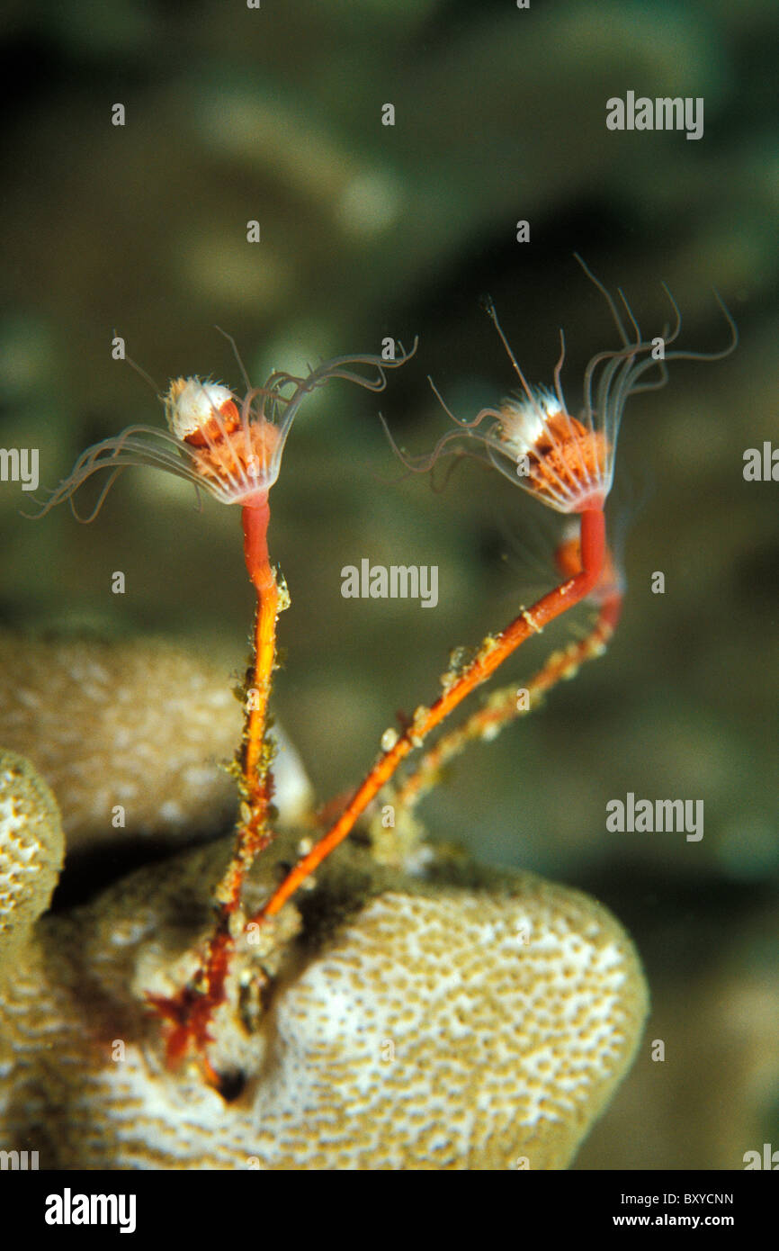 Cnidaria on Reef, Indian Ocean, Mozambique Stock Photo
