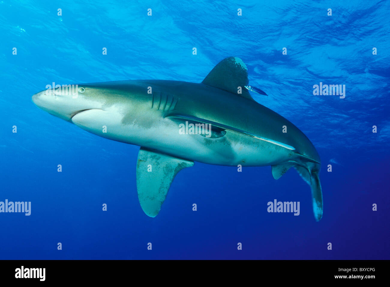 Oceanic Whitetip Shark, Carcharhinus longimanus, Elphinstone, Red Sea, Egypt Stock Photo