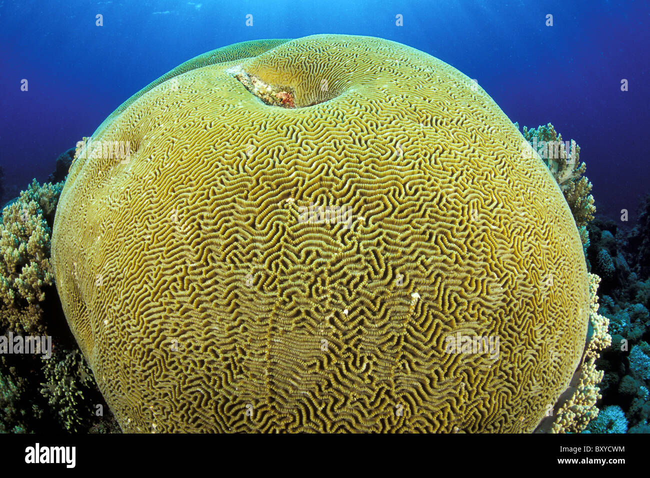 Giant Brain Coral, Platygyra sp., Layang Layang, Borneo, Malaysia Stock Photo
