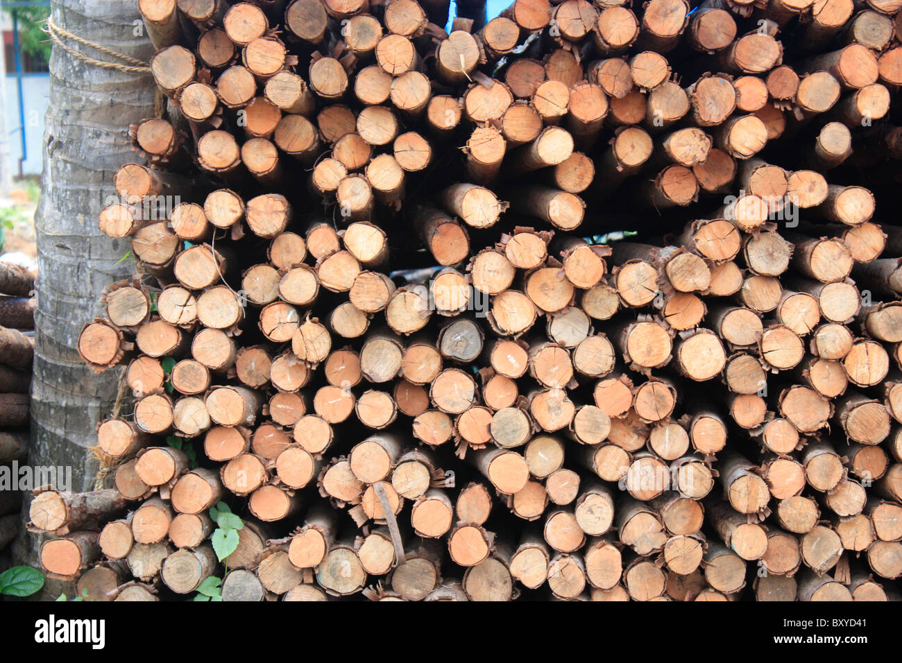 Stack of sawn logs Stock Photo