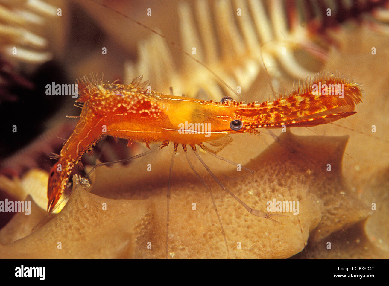 Rock shrimp leander plumosus hires stock photography and images Alamy