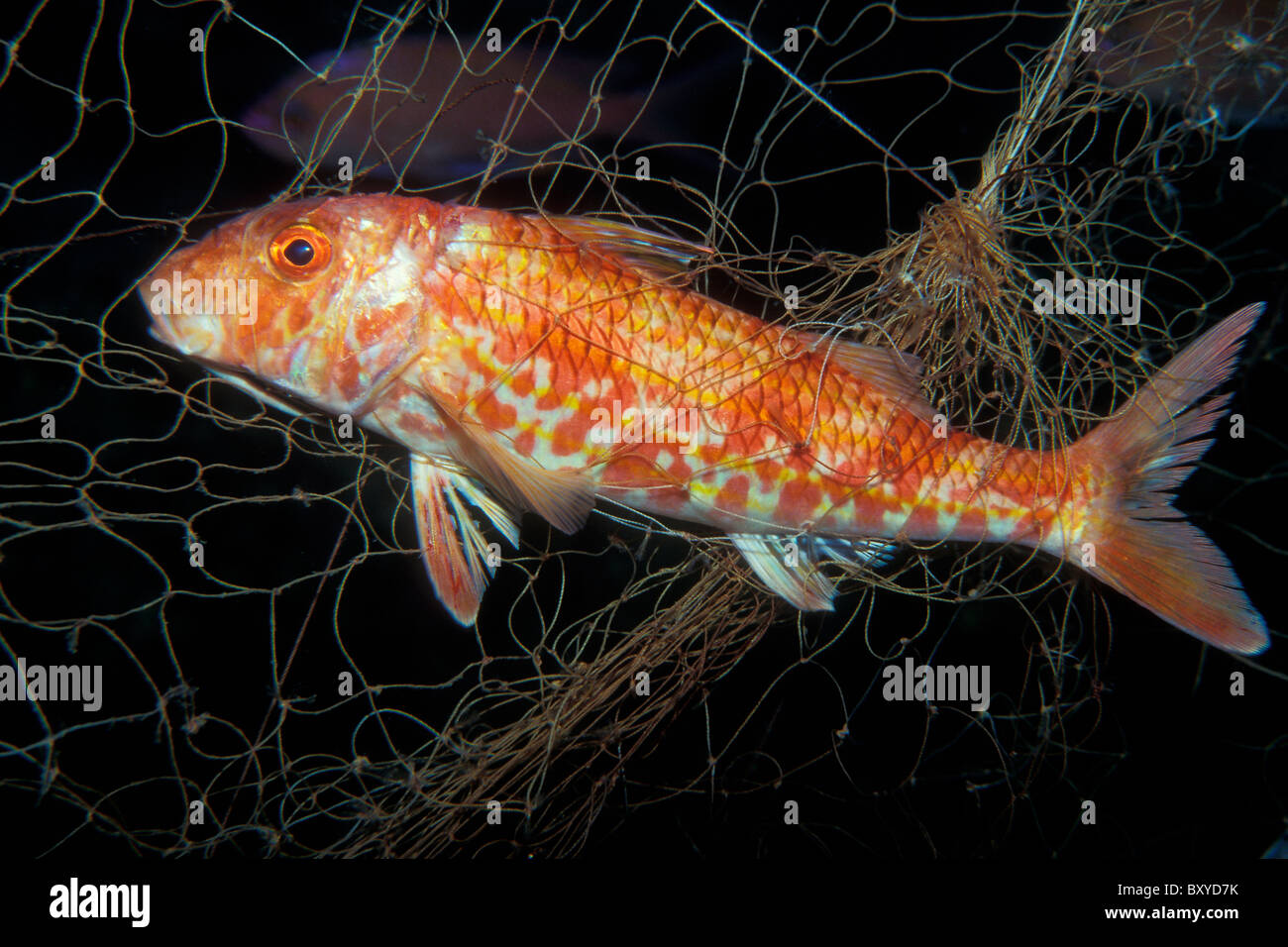 Striped Mullet trapped in lost Fishing Net, Mullus surmuletus, Vis, Dalmatia, Adriatic Sea, Croatia Stock Photo